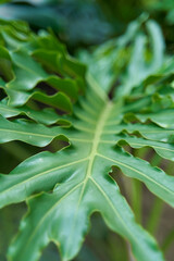 Wall Mural - A huge leaf with holes in the rich green color of a tropical plant in the jungle