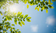 Green leaves under blue sky background in spring and summer garden . Sublime Generative AI image .