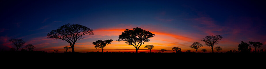 Wall Mural - panorama silhouette tree in africa with sunset.tree silhouetted against a setting sun.dark tree on o