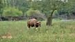 The gaur also known as the Indian bison is a bovine native to South and southeast Asia.