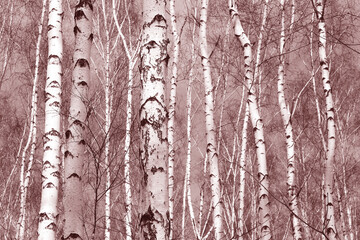 Wall Mural - Beautiful birch trees in autumn