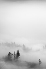 Wall Mural - Trees in a foggy autumn landscape