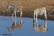 Zwei Steppenzebras (equus quagga) spiegeln sich im Wasser vom Wasserloch Chodop beim trinken im Etoscha Nationalpark in Namibia. 