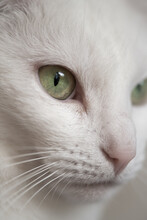 Close Up Macro Portrait Of A White Cat With Green Eyes