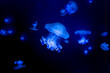 deep underwater dark blue, jellyfishes, medusa, deep dark blue ocean water creature, transparent, macro detail, swim, side view, poison, medusa