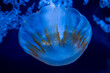 jellyfish head detail, blue, dark, transparent, jelly fish, deep, marine, aquarium, water, wildlife, glow, floating, sting, medusa