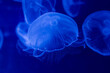transparent glow jellyfishes, deep dark blue, ocean water creature, macro detail, stings, swimming medusa