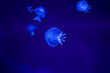 deep underwater medusa, dark blue, jellyfishes, deep dark blue ocean water creature, transparent, macro detail, swim, side view, poison, medusa, energy ball