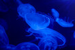 transparent glow jellyfishes, deep dark blue, ocean water creature, macro detail, stings, swimming medusa