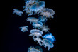 jellyfishes many deep ocean water, black, dark waters. White jellyfish, small, medusa