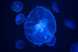 jellyfish, bottom view, open, deep dark blue ocean water creature, transparent, macro detail, stings, swim