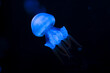jellyfish, deep dark blue ocean water creature, transparent, macro detail, stings, swim, side view, canonball, medusa