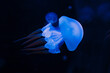 jellyfish, deep dark blue ocean water creature, transparent, macro detail, stings, swim, side view, medusa