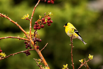 Wall Mural - Goldfinch (Spinus tristis) in crabapple tree in spring;    Wyoming