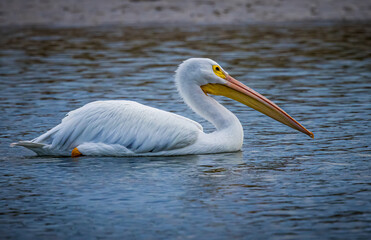 Wall Mural - Close up of a large white pelican with flat beak.CR3