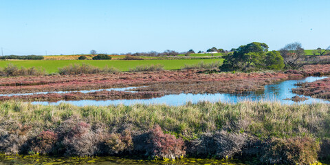 Wall Mural - Paysage d'une saline avec des salicornes autour d'un étang, avec de la végétation, une prairie verte et des arbres à l'arrière plan par une journée ensoleillée avec un ciel bleu uniforme