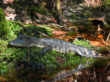 Alligator Sunning Itself In The Okefenokee Swamp