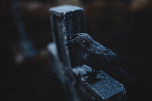 Frosty Crow On A Tombstone