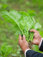 Sticker - Hand holding freshly harvested spinach