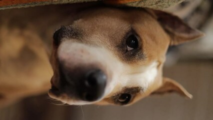 Poster - dog breed american staffordshire terrier close-up