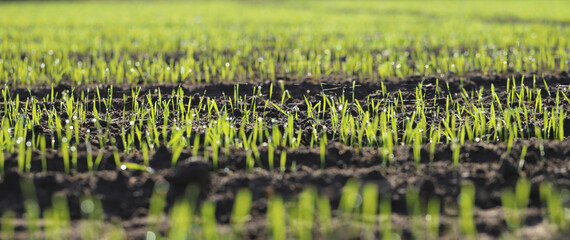 Wall Mural - Agriculture, cereal farming, wheat and barley production: a field with young green winter wheat, barley shoots, sprouts early spring. Dewdrops and spider web thread in the sun.