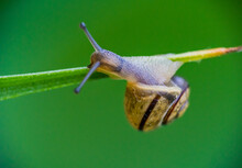 Snail On Grass With Rain Drops Over Cloudy Sky Background