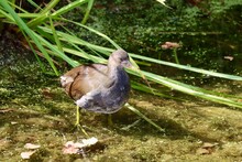 Female Of The Little Crake - Zapornia Parva - Waterbird Of The Family Rallidae Seen In Dusseldorf City, Germany