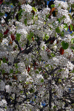 Blooming Evergreen Pear Pyrus Kawakamii