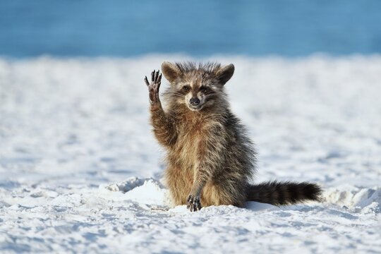 finalists of comedy wildlife, photography awards 2022, hello everyone, miroslav srb, czech republic,