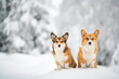 Two welsh corgi Pembroke dogs in a snow during winter