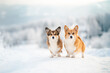 Two welsh corgi Pembroke dogs in a snow during winter