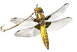 Isolated dragonfly without background. Can be used as a part of other illustrative content or photo manipulation