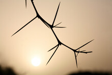 Thorns Of An Acacia In The Zakouma National Park. Chad