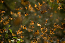 Monarch Butterflies (Danaus Plexippus) Fly In Cerro Pelon Sanctuary For Monarch Butterflies Near Capulin Village In Mexico State, Mexico