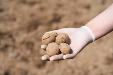 Wall Mural - Planting potatoes in the ground. a woman planting potatoes in the ground in early spring. Early spring preparation for the garden season. Potato tubers are ready to be planted in the soil.