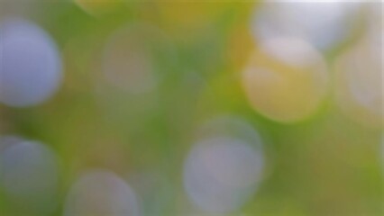 Poster - Captivating Natural Bokeh of Trees in a Forest.