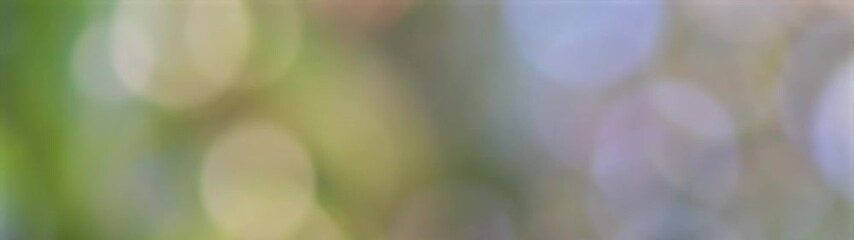 Poster - A Beautiful Ultra-Wide Banner of Defocused Trees and Natural Colors in a Forest.
