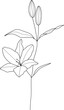 © TWINS DESIGN STUDIO - Hand drawn lily flower line art