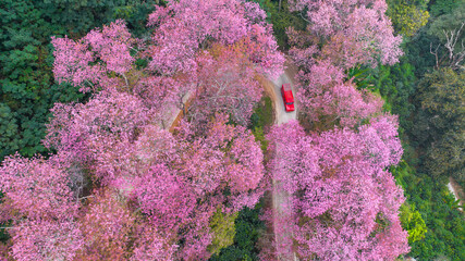 Wall Mural - Aerial view road in mountain with pink flower, Mountain winding road with sakura pink flower, Pink cherry blossom tree with road in mountain, Nature landscape in springtime.