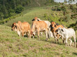 Young herd of Brahman cattle grazing on a hillside in North Queensland, Australia.