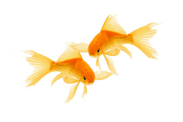Wall Mural - goldfish on white background