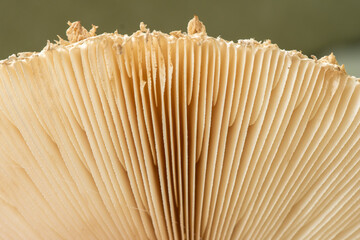 Wall Mural - Parasol mushroom  texture (Macrolepiota excoriata) in forest