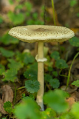 Wall Mural - Parasol mushroom (Macrolepiota excoriata) in forest