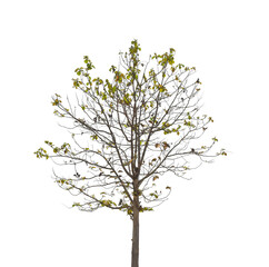 Wall Mural - Tree isolated on transparent background PNG file