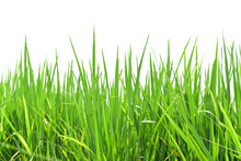 Green Rice Field Isolated On Transparent Background PNG File