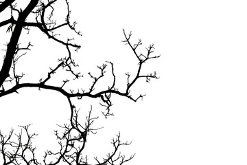 Wall Mural - silhouette of a leafless tree isolated on transparent background png file