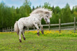 Funny appaloosa pony playing in the field in summer