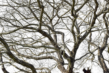 Wall Mural - dry tree branch isolated on transparent background png file