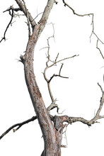 Dry Tree Branch Isolated On Transparent Background PNG File