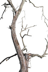 Wall Mural - dry tree branch isolated on transparent background png file